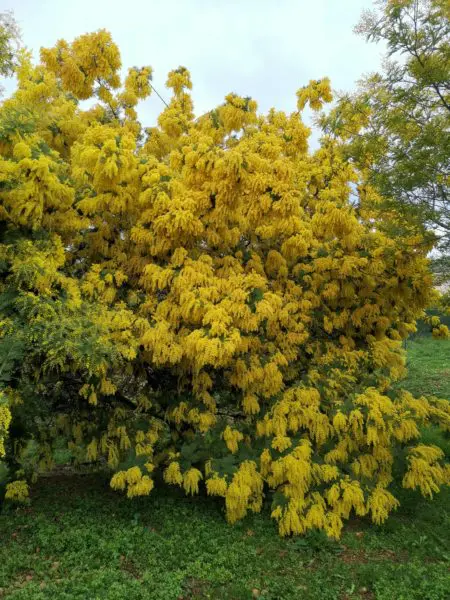 Photo de Mimosas à la bastide chez Claude-Jean Lapostat luminotherapie-formation.com